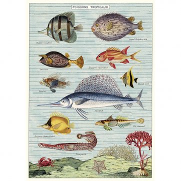 Natural History style poster of tropical fish