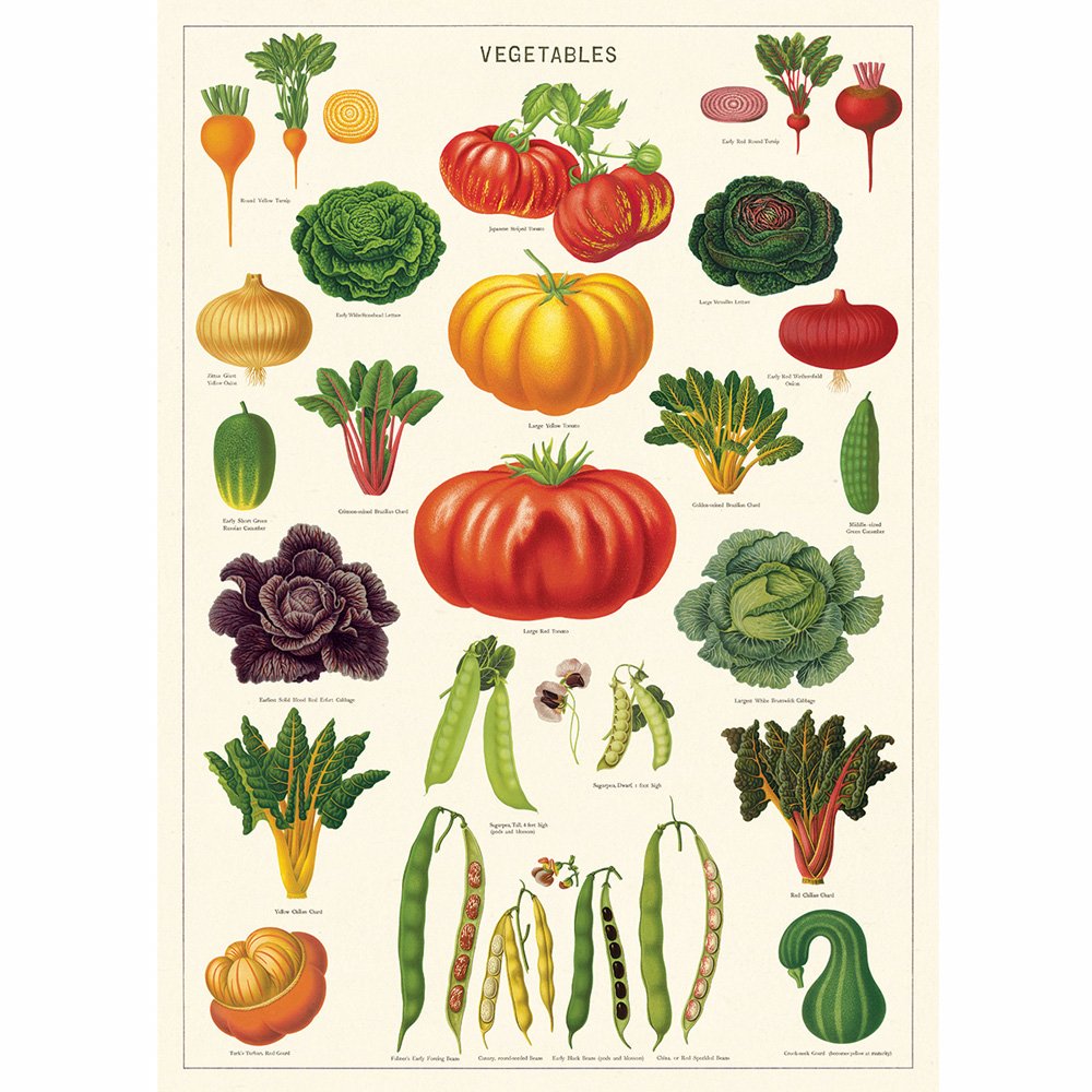 Botanical illustrations of common vegetables