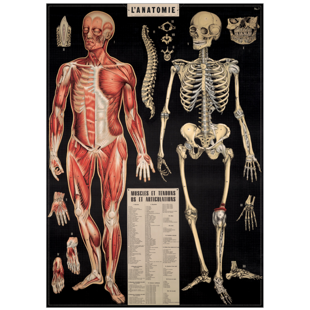 Vintage Style Anatomy Poster