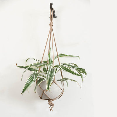 Stone colour cement hanging planter with light brown macrame hanging rope, featuring display plant