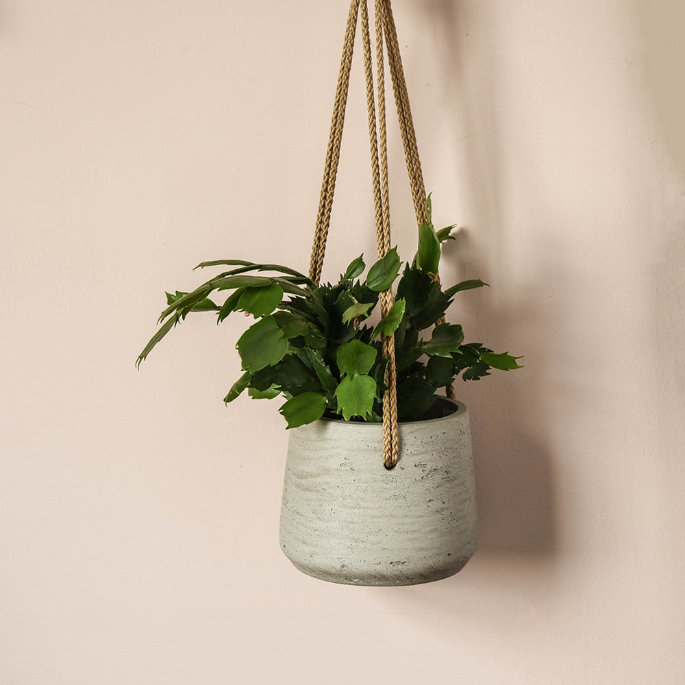Small cement hanging planter in stone with beige rope