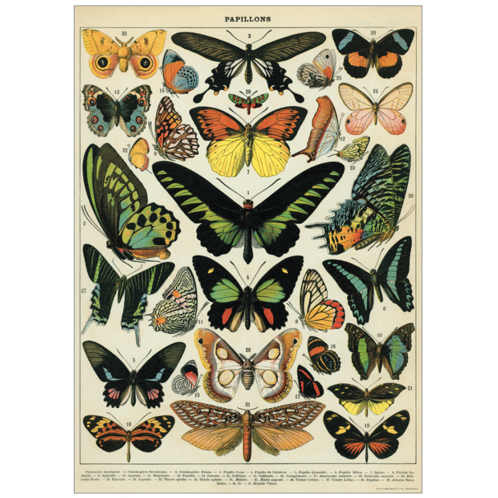 Natural history poster of different butterflies