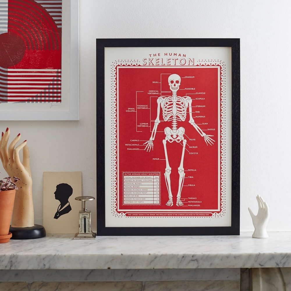 the human skeleton a3 screen print with red background