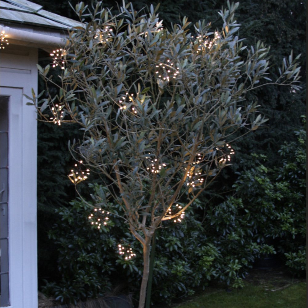 Starburst fairy lights in olive tree