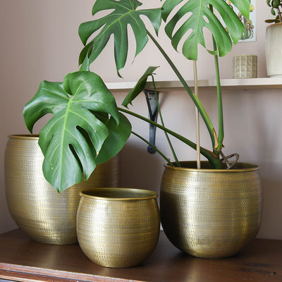 Large, Small and Medium Tembesi Etched Planters in Antique Brass